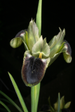 Iris tuberosa RCP3-2015  (28).JPG